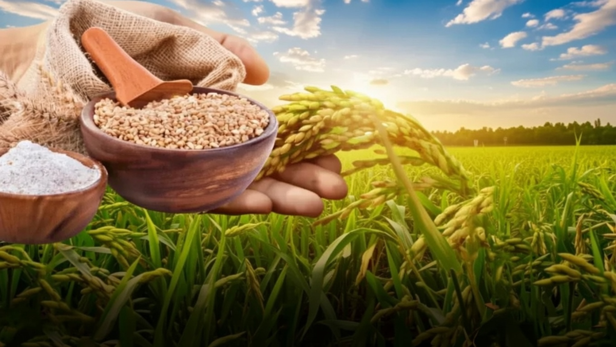 gujarat mandi bhav today